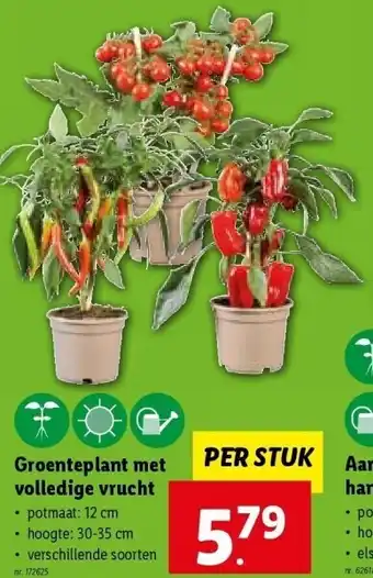 Lidl Groenteplant met volledige vrucht aanbieding