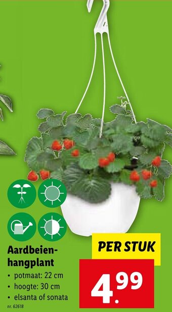 Lidl Aardbeien- hangplant nr. 62618 aanbieding