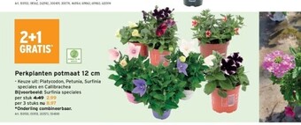 GAMMA Perkplanten potmaat 12 cm aanbieding