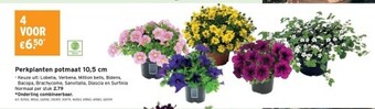 GAMMA Perkplanten potmaat 10,5 cm aanbieding