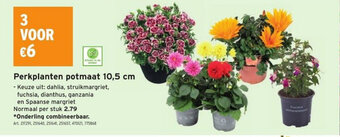 GAMMA Perkplanten potmaat 10,5 cm aanbieding