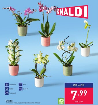 ALDI Orchidee aanbieding