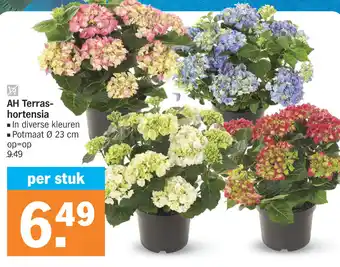 Albert Heijn AH Terras-hortensia 23 cm aanbieding