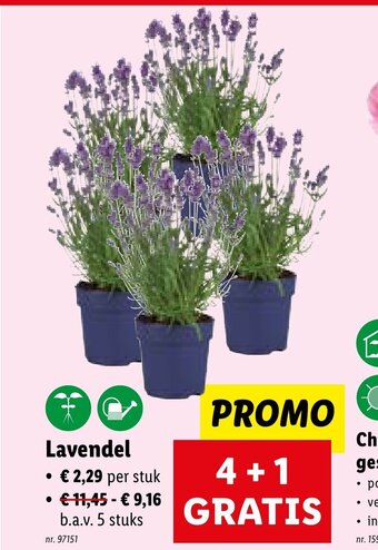 Lidl Lavendel aanbieding