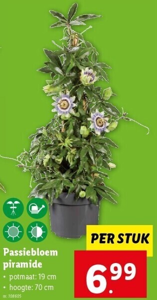 Lidl Passiebloem piramide aanbieding