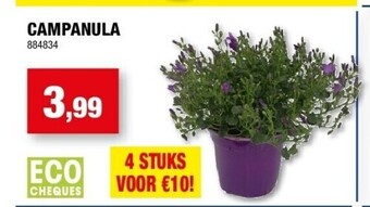 Campanula
