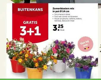 AVEVE Zomerbloeiers mix in pot ø 14 cm aanbieding