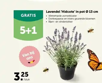 Lavendel ‘hidcote’ in pot ø 13 cm