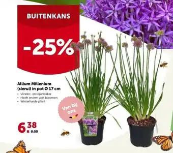 Allium millenium (sierui) in pot ø 17 cm