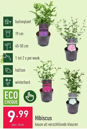 ALDI PLATEN-TIP Hibiscus aanbieding