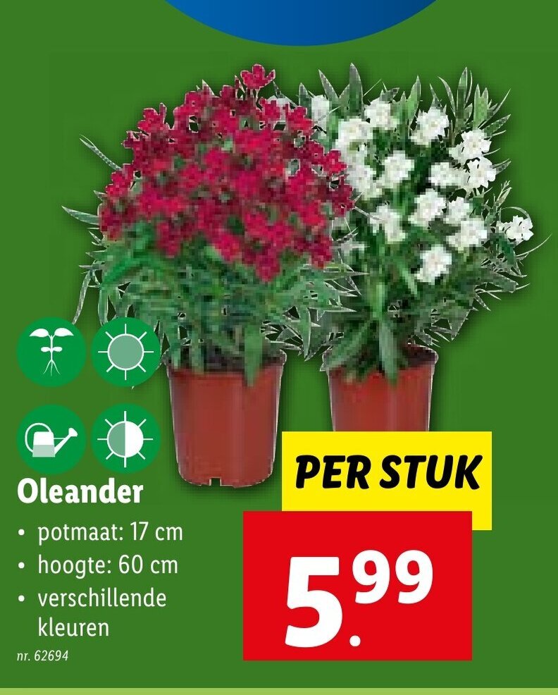 Oleander potmaat 17 cm promotie bij Lidl