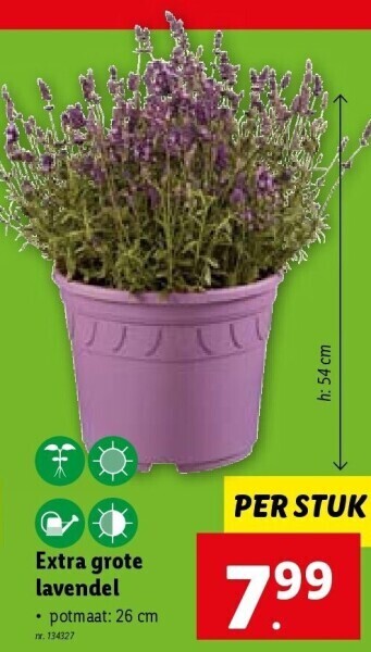 Extra grote lavendel promotie bij Lidl