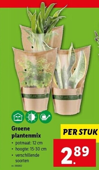 Lidl Groene plantenmix aanbieding