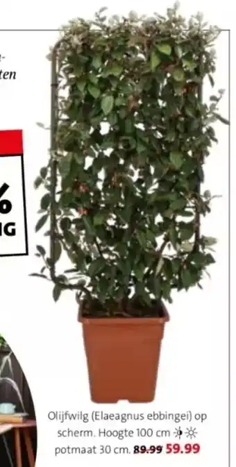 Olijfwilg (Elaeagnus ebbingei) op scherm. Hoogte 100 cm potmaat 30 cm