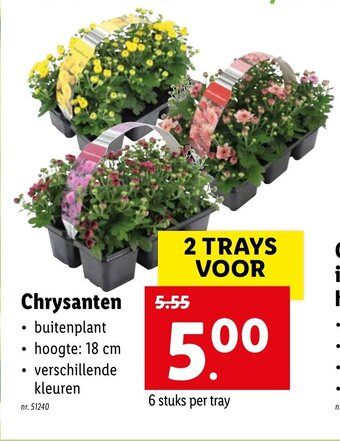 Lidl Chrysanten aanbieding