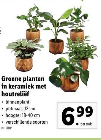 Lidl Groene planten in keramiek met houtrelief aanbieding