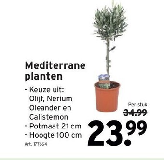 GAMMA Mediterrane planten aanbieding