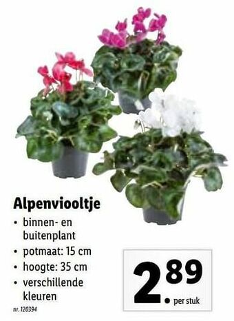 Alpenviooltje
