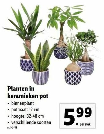Lidl Planten in keramieken pot aanbieding