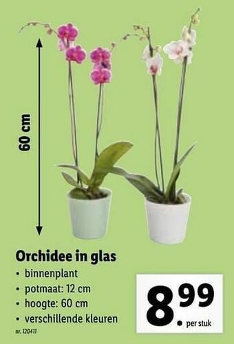 Lidl Orchidee in glas aanbieding