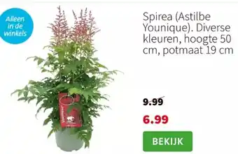 Spirea (Astilbe Younique). Diverse kleuren, hoogte 50 cm, potmaat 19 cm