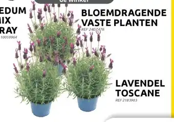 Lavendel toscane 3 voor