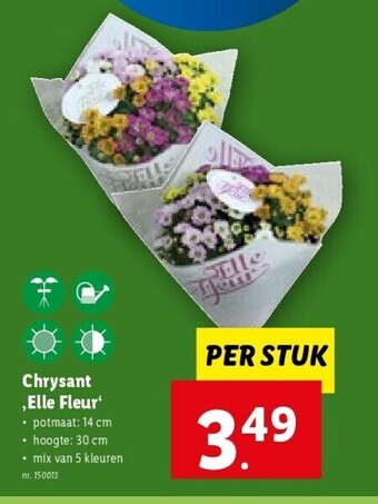 Chrysant ‚elle fleur‘