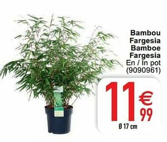 Cora Bambou fargesia bamboe fargesia aanbieding