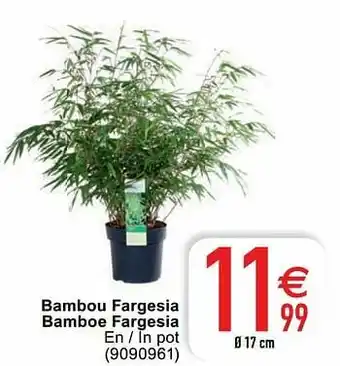 Cora Bambou fargesia bamboe fargesia aanbieding