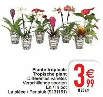 Cora Plante tropicale tropische plant aanbieding