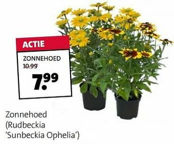Zonnehoed