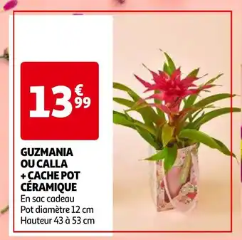 Auchan GUZMANIA OU CALLA + CACHE POT CÉRAMIQUE aanbieding