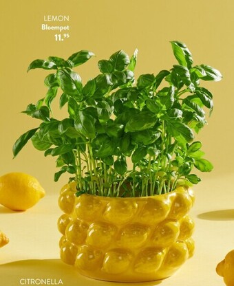 Bloempot