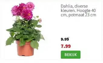 Intratuin Dahlia, diverse kleuren. hoogte 40 cm, potmaat 23 cm aanbieding