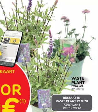 Brico VASTE PLANT aanbieding