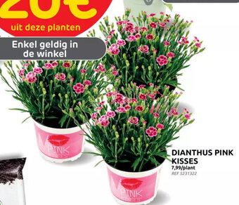 Brico DIANTHUS PINK KISSES aanbieding