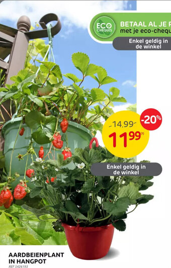 Brico AARDBEIENPLANT IN HANGPOT aanbieding
