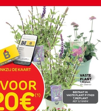 Brico Vaste plant aanbieding