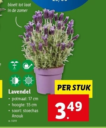 Lidl Lavendel aanbieding
