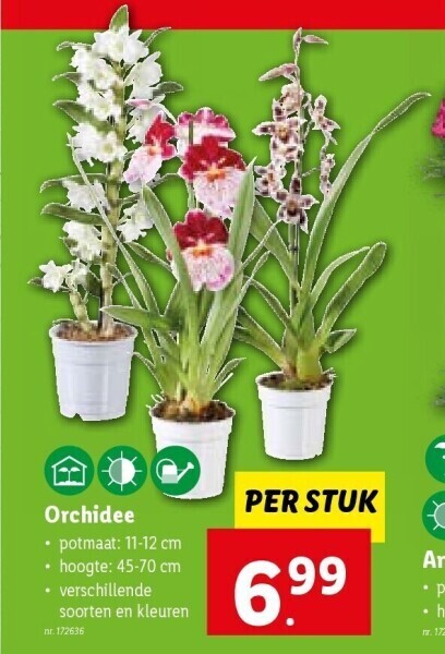 Orchidee promotie bij Lidl