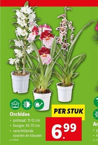 Lidl Orchidee aanbieding