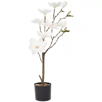 Action Magnolia in pot aanbieding