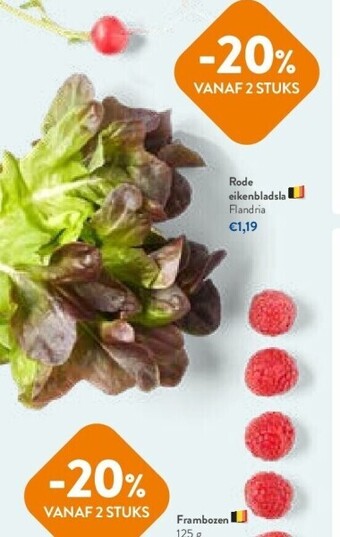 OKay Rode eikenbladsla aanbieding