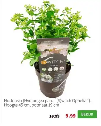 Intratuin Hortensia (hydrangea pan aanbieding