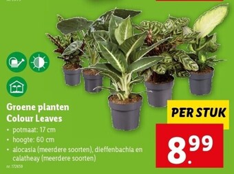 Groene planten colour leaves
