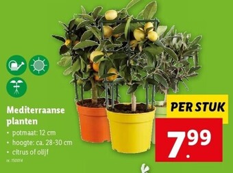 Lidl Mediterraanse planten aanbieding