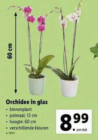 Lidl Orchidee In Glass aanbieding