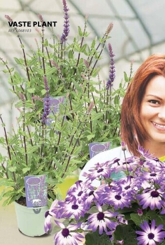 Brico Vaste plant aanbieding
