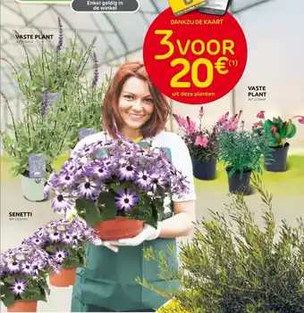 VASTE PLANT or SENETTI