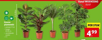 Lidl Groene plantenmix aanbieding